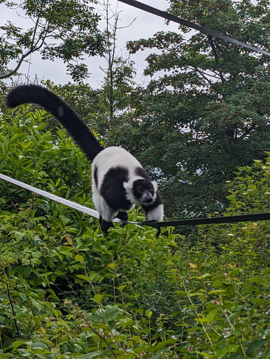 Despite the rain, <a href="/DawleyBrookPri/">Dawley Brook Primary</a>'s Year One and Year Two classes had a lovely day at Dudley Zoo. It would be difficult to share all of the different animals we saw but here are some of our favourites. Thank you <a href="/MrDMarsh1/">Mr D Marsh</a> &amp; <a href="/MissDaviesDBPS/">Miss Davies</a> for organising a wonderful trip!