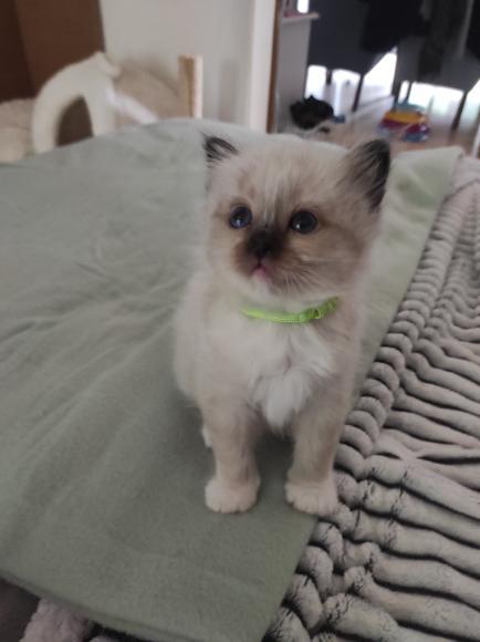 Alex (@spouspouu) on Twitter photo 