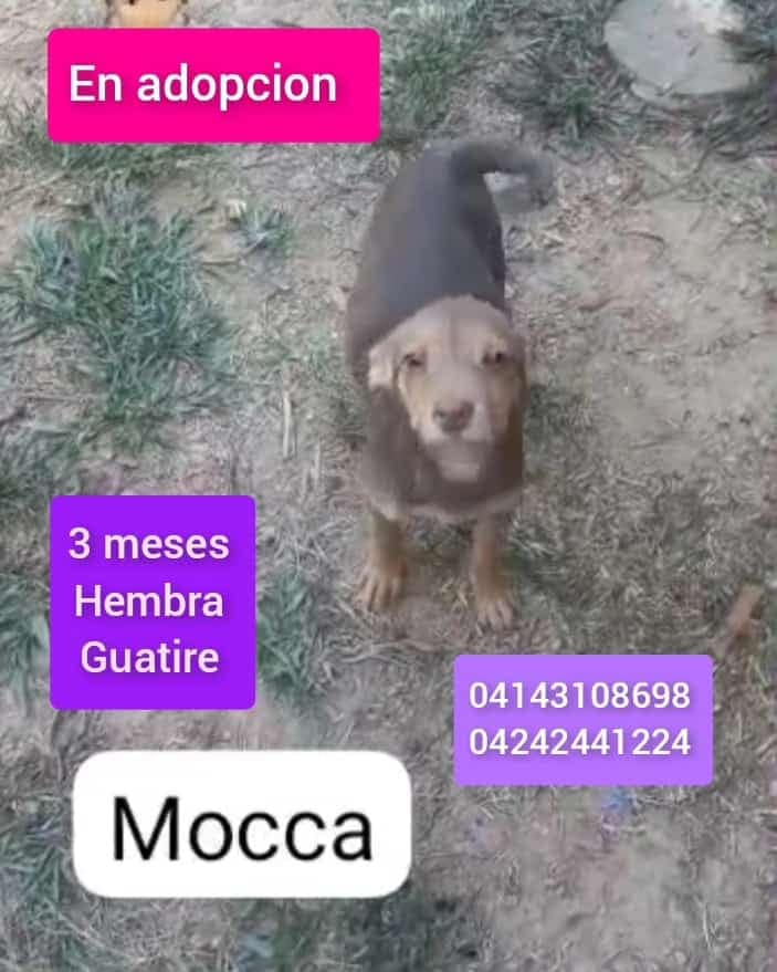 PerroUsuario's tweet photo. Esa mirada de Mocca solo transmite toda la nobleza y el amor que está dispuesta a dar. Guatire https://t.co/bokmcR77aG