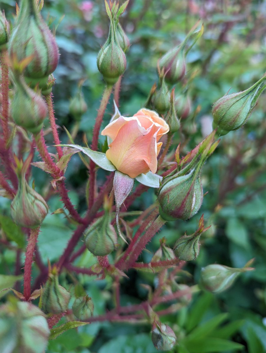 Ex Polytunnelhermit 🌿 tweet media