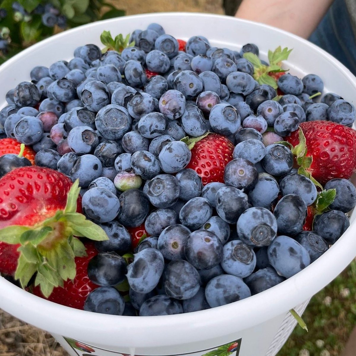 Double dip with picking! U-Pick strawberries &amp; blueberries are here. 
Visit the link below before arriving.
Buy U-Pick tickets online &amp; save!
tinyurl.com/y3fep3sm

ALWAYS check our Facebook page daily prior to coming out. Our U-Pick &amp; U-Play are crop/weather dependent.