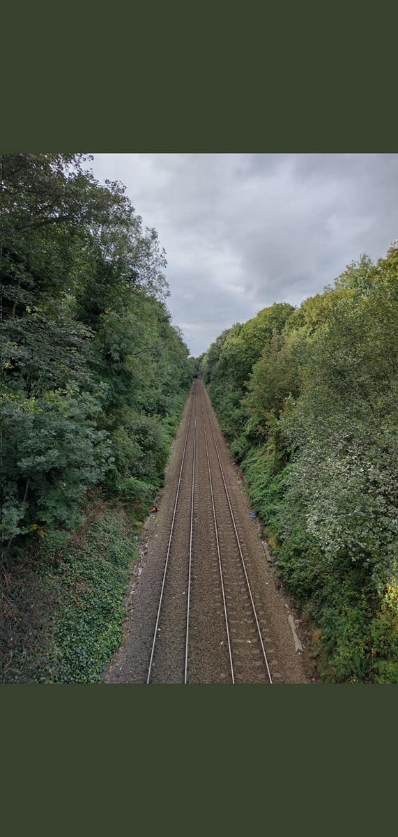 Haringey Tree Protectors tweet media