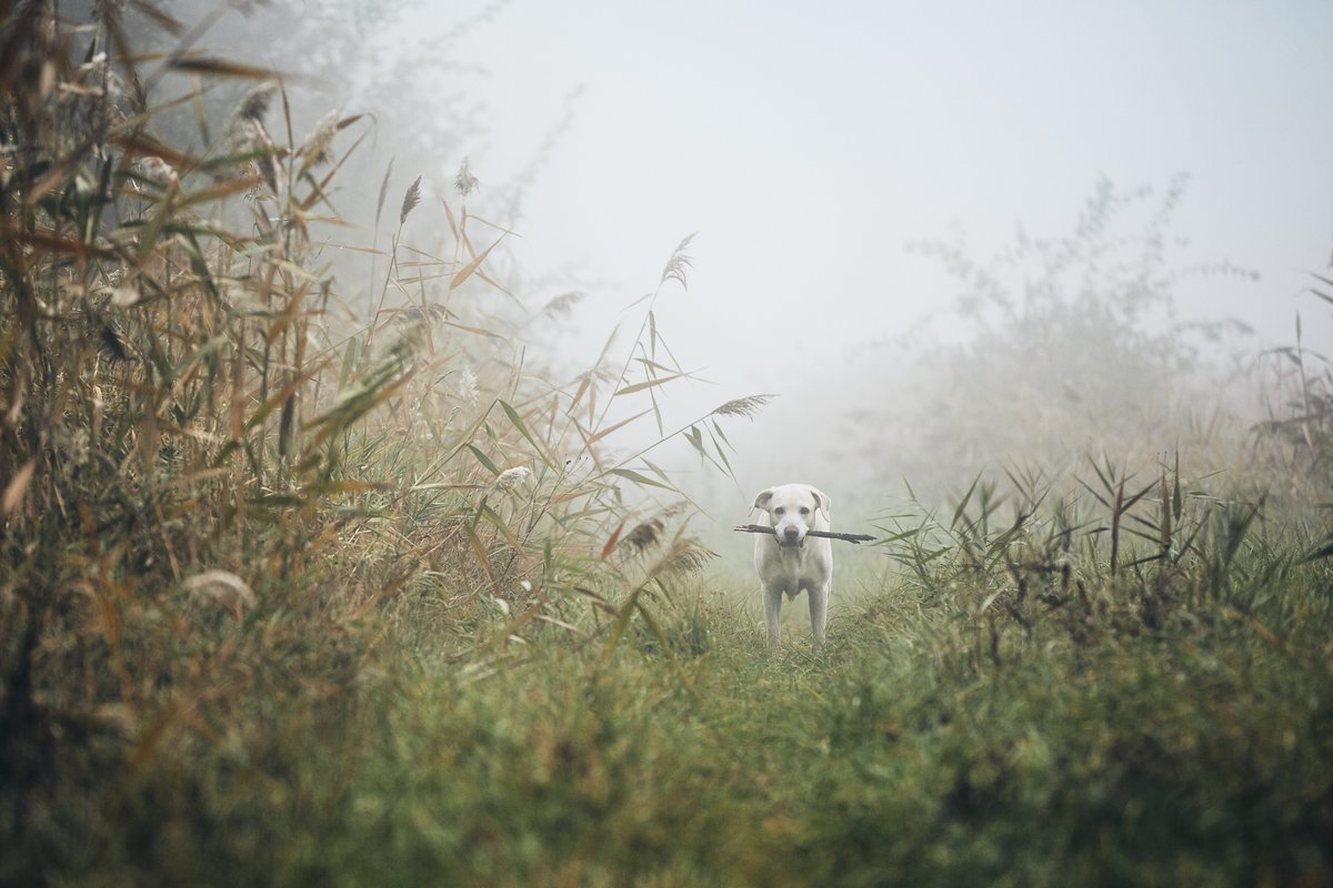 Imagine a foggy morning while walking with your dog and wheile the first rays of sunlight emerge from the horizon. Best time to start into the day. Do you agree?

#bullysworldwide #doglovers #happydog