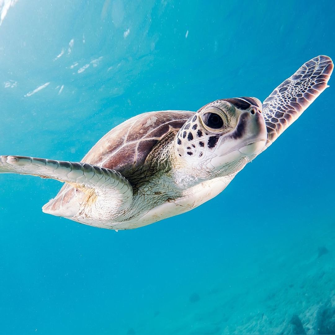 Plants_Trees_'s tweet photo. Slow down... it's World Turtle Day! It's time to celebrate the 350+ species of turtles and tortoises known to science. These reptiles first appeared in the Triassic some 230 million years ago. Today, they can be found in a wide range of habitats from deserts to the open ocean. https://t.co/FEgfwDqFlq