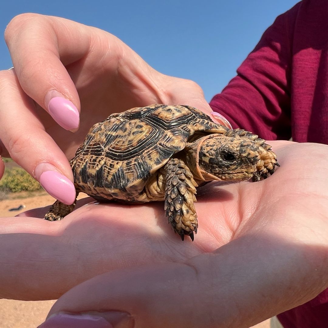 Plants_Trees_'s tweet photo. Slow down... it's World Turtle Day! It's time to celebrate the 350+ species of turtles and tortoises known to science. These reptiles first appeared in the Triassic some 230 million years ago. Today, they can be found in a wide range of habitats from deserts to the open ocean. https://t.co/FEgfwDqFlq