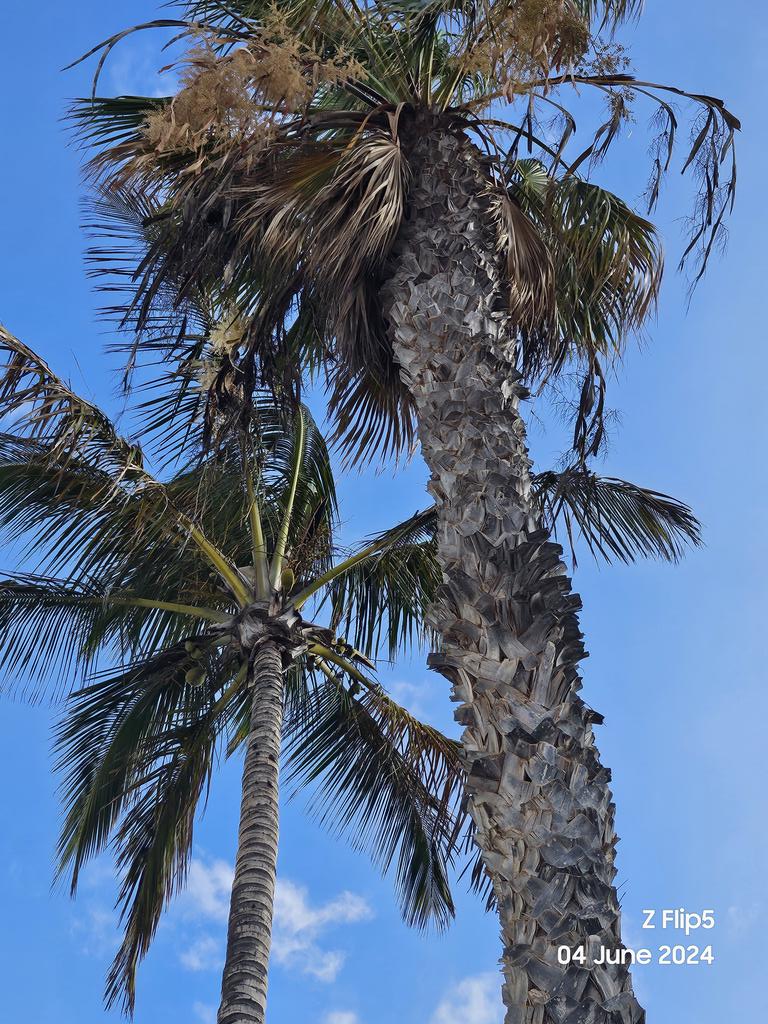 Do you get male and female palm 🌴 trees? Only the left one has coconuts 🥥 #Treeclub 🌴