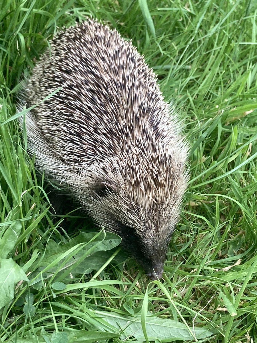 GardenStannes_2's tweet photo. What a cutie I found in the Busy Bees garden today , the children loved seeing the gorgeous hedgehog 🦔❤️a trip to the vet was required for a health check up. 🦔
#wearestannes
@StAnnes_EHS
@Rachelfew123 https://t.co/J5ULFN9IOP