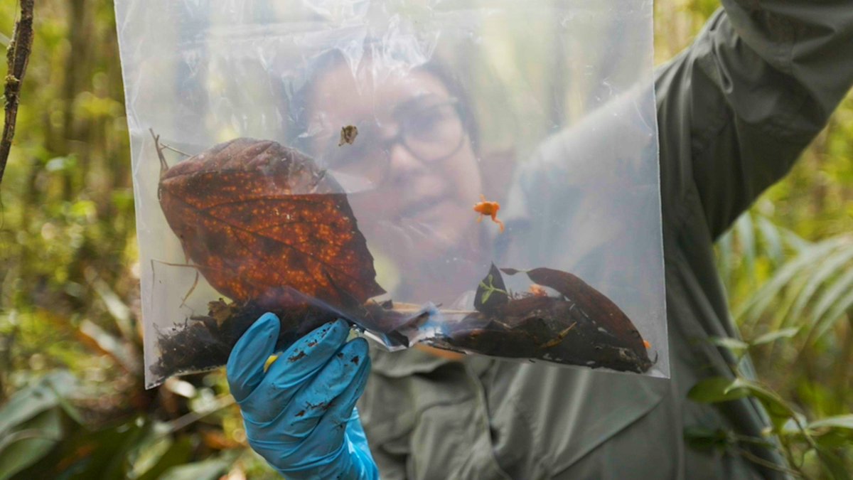 bioGraphic (@biographic) on Twitter photo Meet the international team of researchers working to save the tiny, charismatic pumpkin toadlet from a deadly amphibian pandemic. Watch our latest video, recently syndicated in <a href="/Forbes/">Forbes</a>, here: bit.ly/3Rc5JTQ š„ <a href="/katieggarrett/">Katie Garrett</a> āļø <a href="/GrrlScientist/">8647 šŗš¦</a> Meet the international team of researchers working to save the tiny, charismatic pumpkin toadlet from a deadly amphibian pandemic. Watch our latest video, recently syndicated in <a href="/Forbes/">Forbes</a>, here: bit.ly/3Rc5JTQ š„ <a href="/katieggarrett/">Katie Garrett</a> āļø <a href="/GrrlScientist/">8647 šŗš¦</a>