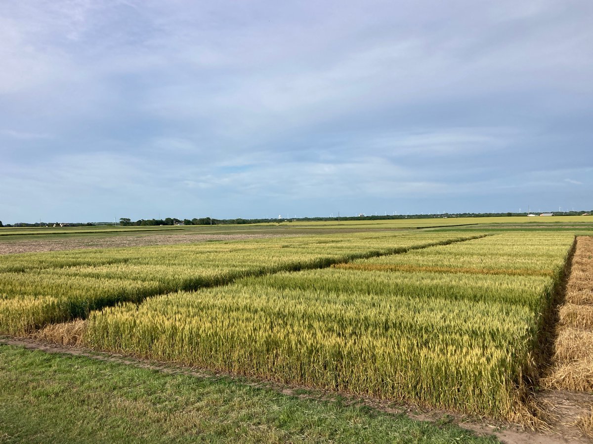 KSUNCKEF's tweet photo. River Valley District wheat plot tour starts at the Belleville Experiment Field tom. morning (Wednesday) at 7:30 AM.   Lucas Haag and Erick DeWolf will be speaking.  Details for all stops below. https://t.co/PzFTNjE7ko