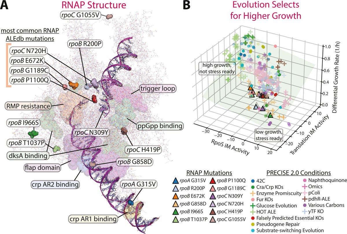 A study into the transcriptomic effect of commonly found laboratory mutations to RNAP in E. coli. Mutations largely decrease expression of stress-related genes and increase ribosomal content. bit.ly/3yN2lbM <a href="/NIHFunding/">NIH Funding</a> <a href="/DTUBiosustain/">DTU Biosustain</a> <a href="/UCSDJacobs/">UCSD Engineering</a>