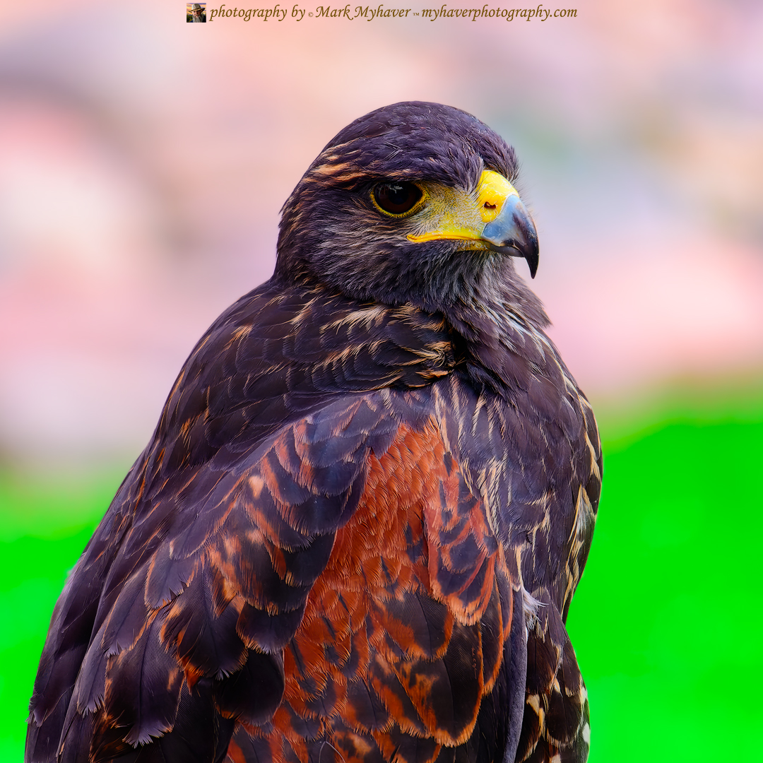 Harris Hawk 25489
Photography by Mark Myhaver  
myhaverphotography.pixels.com/featured/harri… 
#hawks #predator #wildlife #nature #myhaverphotography