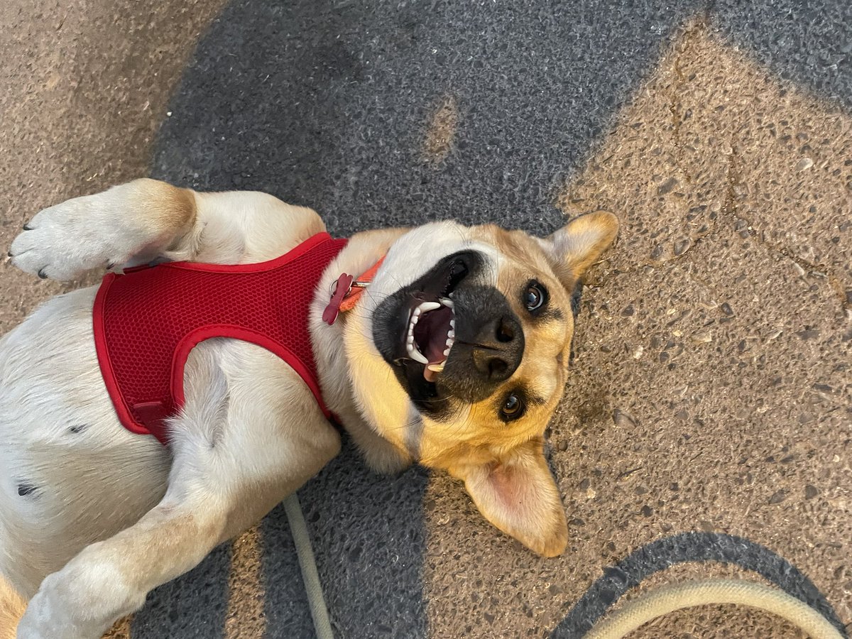 cristytve's tweet photo. Lola es una perrita que recate en mi servicio social de anestesio y que mis papás adoptaron. Es la más agradecida y obediente con ellos y quiero que aprecien como cambio ella.

Viviendo en la calle // viviendo en un hogar con amor 
#adopta https://t.co/NHtlz1sadX