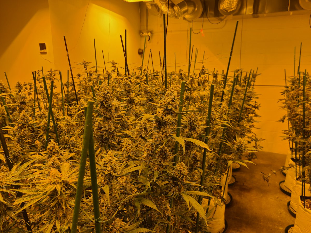 Nice looking canopy at this customer facility in Denver, Colorado.

#CannabisCommunity #cannabisgrower #cannabiscultivation #cannabisculture #cannabisindustry #cannabis #weed #checkbelowtheplants #colorado #flourishsystems