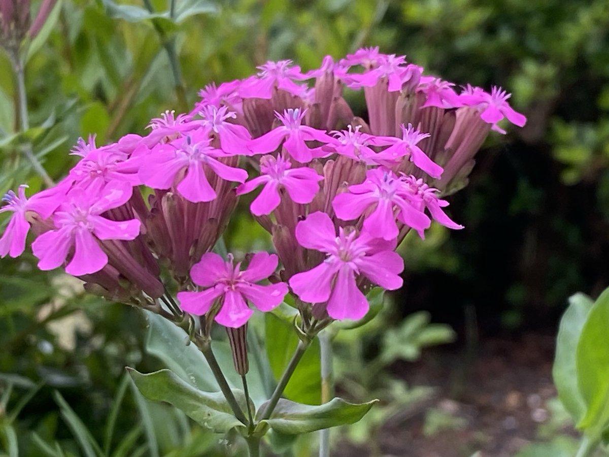 joanjet761's tweet image. None SoPretty, or Sweet William #Catchfly .  #silenerubella