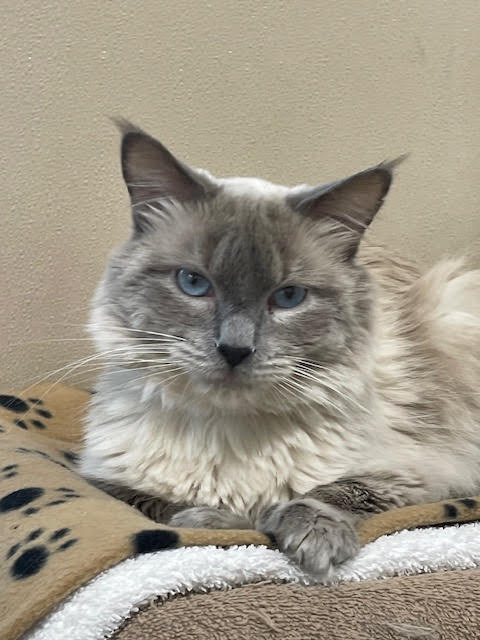 Timsgratitude's tweet photo. This is my new kitten, Haze. https://t.co/gPG7LYlAQE