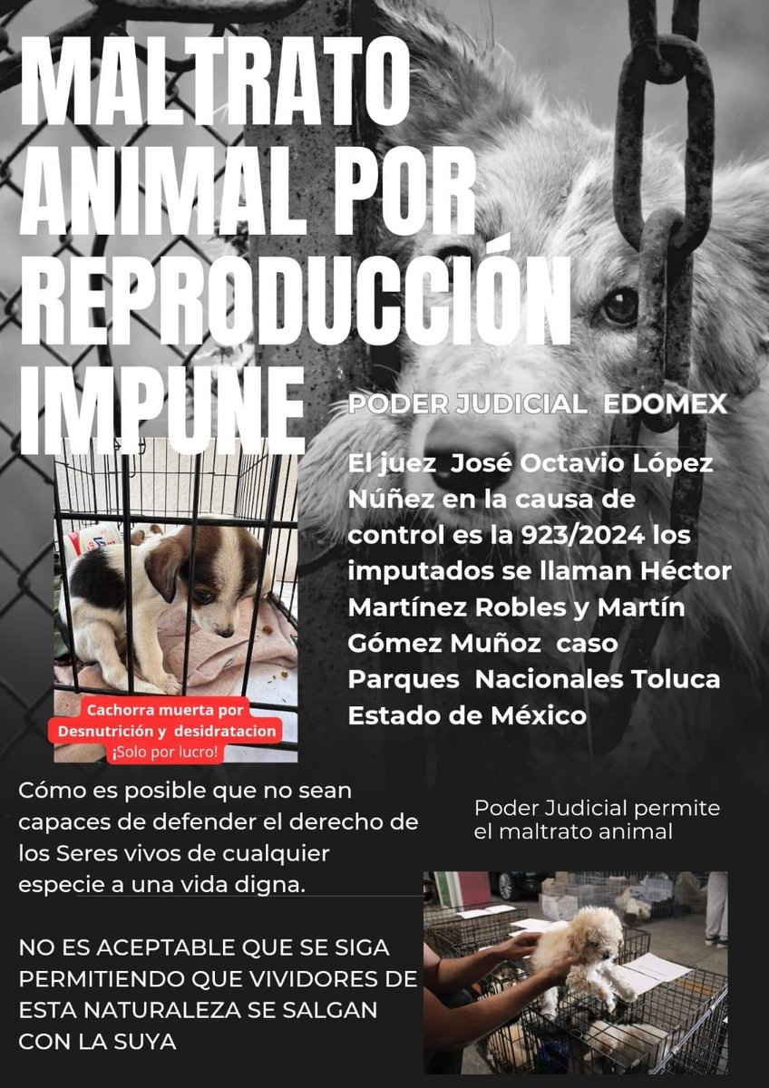 H_Limoneros's tweet photo. Ya no vamos a permitir que pisoteen los derechos de los animales!! Cada vez somos más los que queremos justicia e igualdad para ellos😡persistiremos en nuestra lucha hasta obtener justicia de los explotadores Héctor Martínez Robles y Martín Gómez Muñóz!! La @FiscaliaCDMX llevó a cabo el rescate de 44 perros, 21 aves, entre pollitos, gallos y pajaritos💔por qué este acto de injusticia no recibe la atención adecuada?? Hagámoslo viral para que @delfinagomeza ejerza su deber!! No toleraremos la impunidad de individuos tan depravados que merodean libremente por nuestras vías públicas🆘  

El juez José Octavio López Núñez los dejó en libertad a criadores y vendedores de animales en vía pública (lo cual constituye un delito)