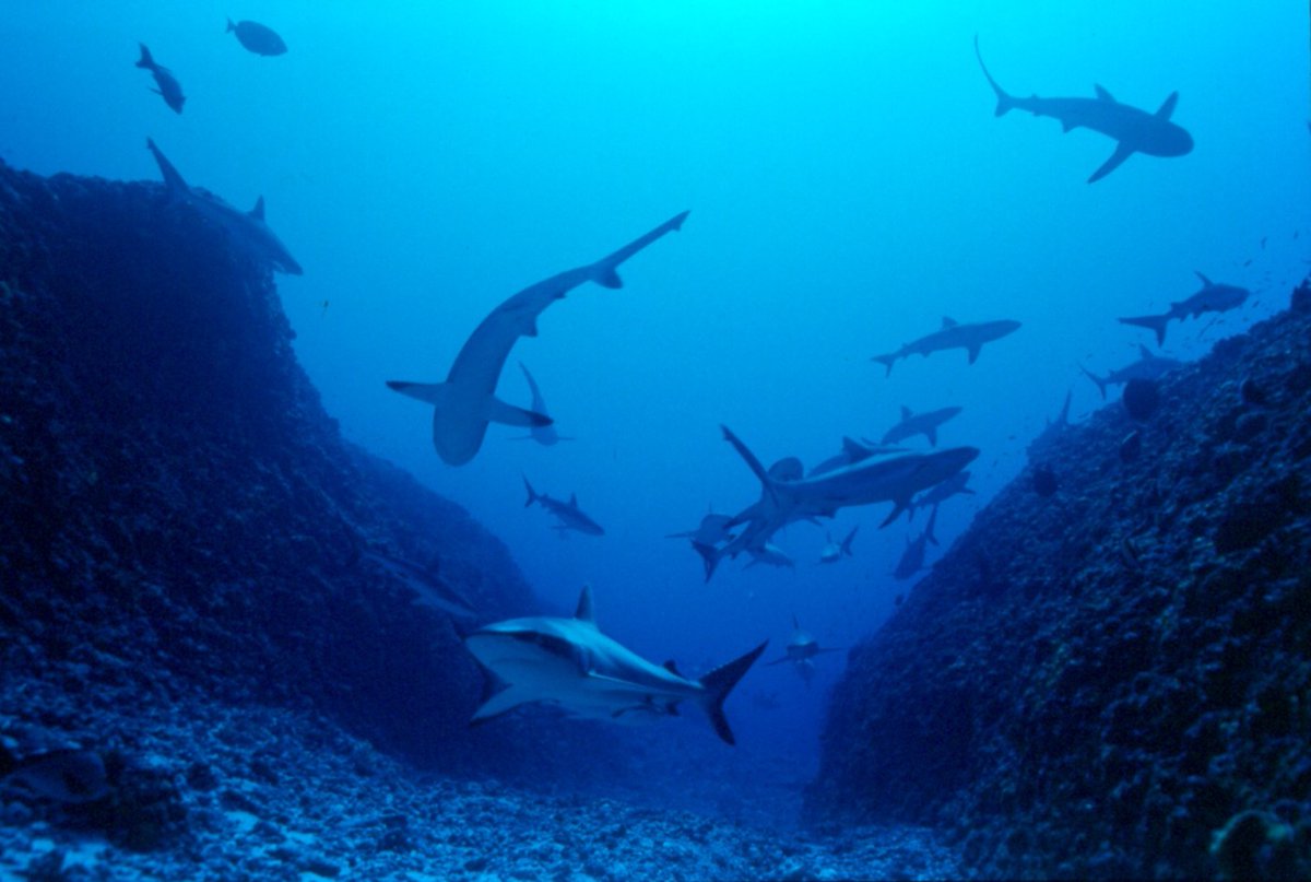 One World One Ocean tweet media