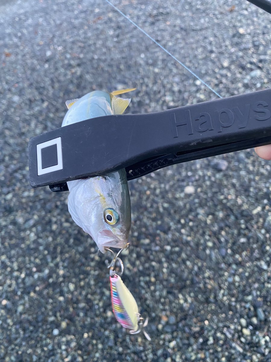 UKLG_JP's tweet photo. おはざます🌅
久々に魚を釣りました、サーフでライトタックルはなかなか厳しいけど、かなり寄ってきてくれてたのでなんとかなりました〜
ヤマさん、ナオヤお疲れ様でした🙇♂️水曜の会がまたありましたら是非!
#AZUSA70L https://t.co/LIy8AWqhne