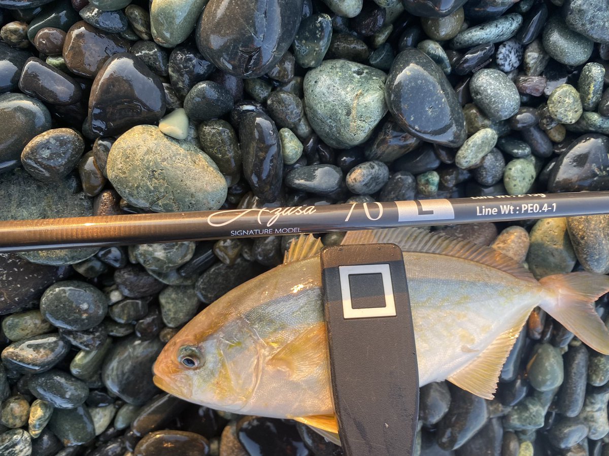 UKLG_JP's tweet photo. おはざます🌅
久々に魚を釣りました、サーフでライトタックルはなかなか厳しいけど、かなり寄ってきてくれてたのでなんとかなりました〜
ヤマさん、ナオヤお疲れ様でした🙇♂️水曜の会がまたありましたら是非!
#AZUSA70L https://t.co/LIy8AWqhne
