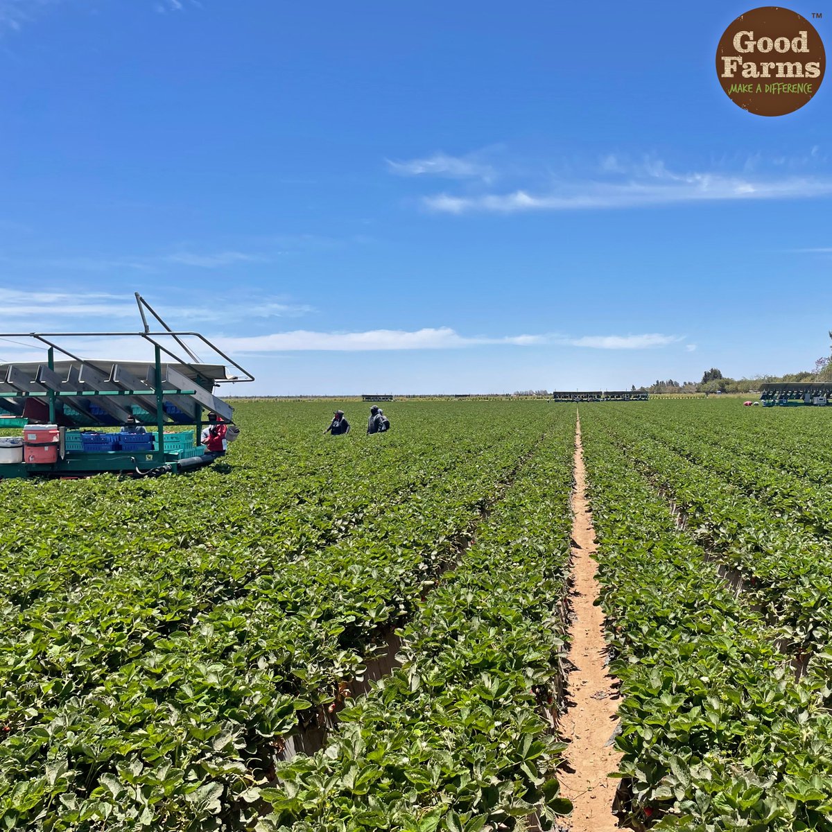 GoodFarms's tweet photo. A good farm is one that brings the best produce to your table by empowering the experts in the field, the #farmworkers, while emphasizing food safety and sustainable farming. Enjoy GoodFarms berries and tomatoes knowing you are helping to #CultivatePositiveChange in agriculture. https://t.co/oSlwF8DmCz