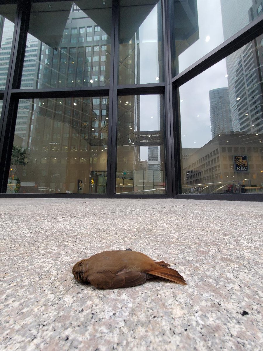 polkadot_city's tweet photo. Thousands of birds have collided into 200 Bay St. in Toronto.  It’s time for @RBC and @collierscanada to live up to their environmental sustainability commitment claims and treat their windows to mitigate future bird deaths. https://t.co/ftjbGnHKSy