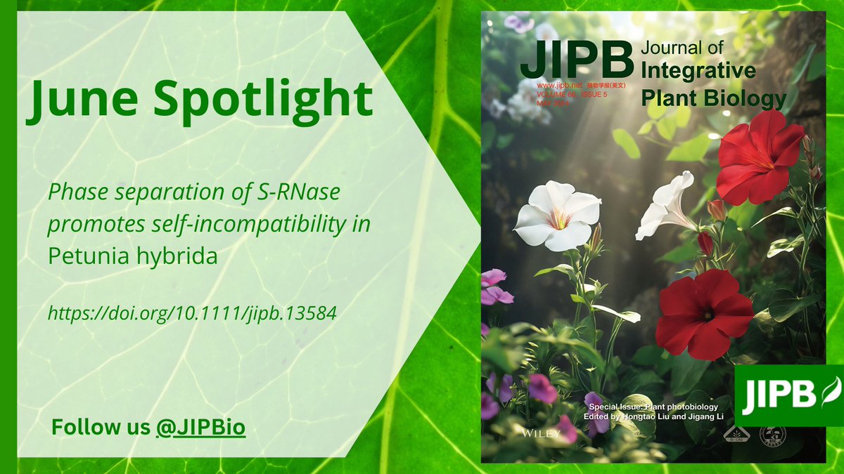 JIPBio's tweet photo. Self-love is great--unless you're a #petunia๐
#SelfIncompatibility in #plants prevents #inbreeding and promotes #outcrossing. Here, Tian et al. demonstrate that phase separation of S-RNase promotes SI response in petunia.
https://t.co/edEF2iPRDe @wileyplantsci #JIPB #PlantSci https://t.co/hUhzlxXB2B