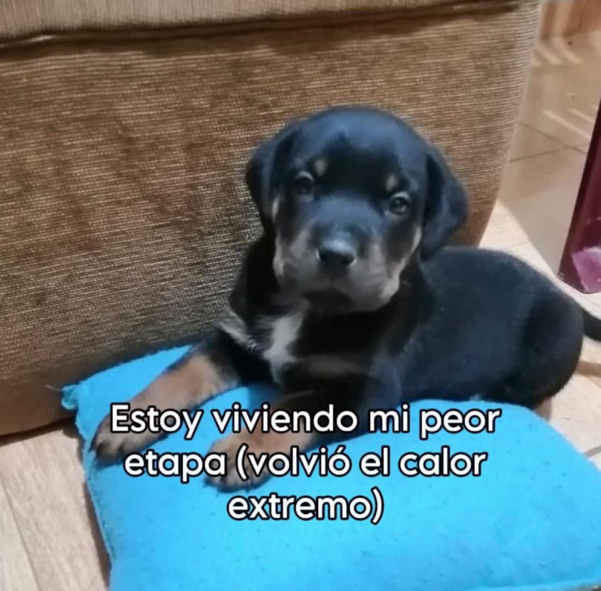 Perritos que curan tu depresión 🐶 (@perritos_qctd) on Twitter photo 
