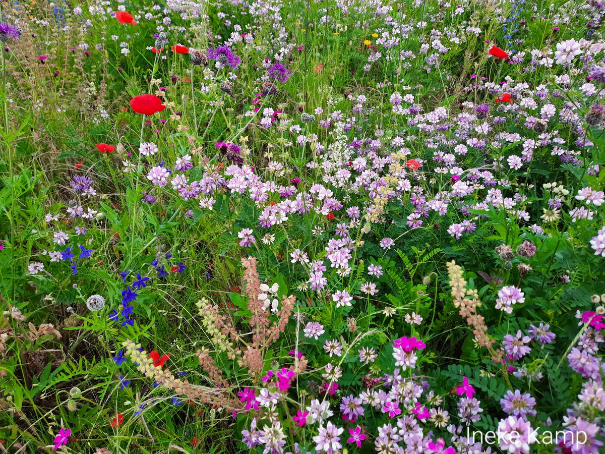 ineke_kamp's tweet photo. Wilde bloemen. https://t.co/DWO7uUHDYa