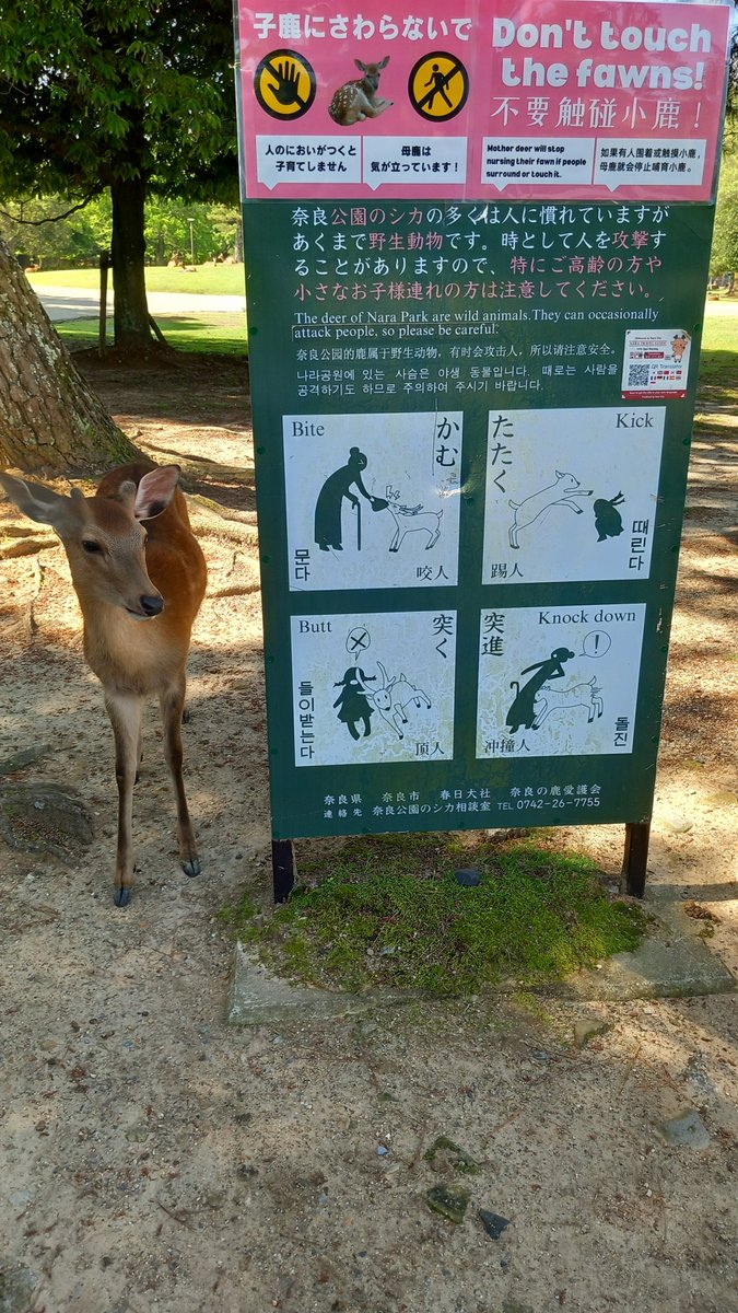 Tuto de bienvenue à Nara par un local 😀