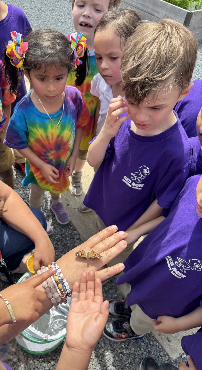 Miss Halpin (@misshalpinrbps) on Twitter photo Such a beautiful day to release our butterflies in the Primary Patch! Thank you <a href="/moranb409/">Beth Moran</a> for organizing such a fun experience for the kids they loved every minute, from 🐛 to 🦋. #RBBisBIA <a href="/rbpsEAGLES/">Red Bank Primary</a> <a href="/pmcollins04/">Paula Collins</a> <a href="/flychristinafly/">Ms. Flynn</a> Such a beautiful day to release our butterflies in the Primary Patch! Thank you <a href="/moranb409/">Beth Moran</a> for organizing such a fun experience for the kids they loved every minute, from 🐛 to 🦋. #RBBisBIA <a href="/rbpsEAGLES/">Red Bank Primary</a> <a href="/pmcollins04/">Paula Collins</a> <a href="/flychristinafly/">Ms. Flynn</a>