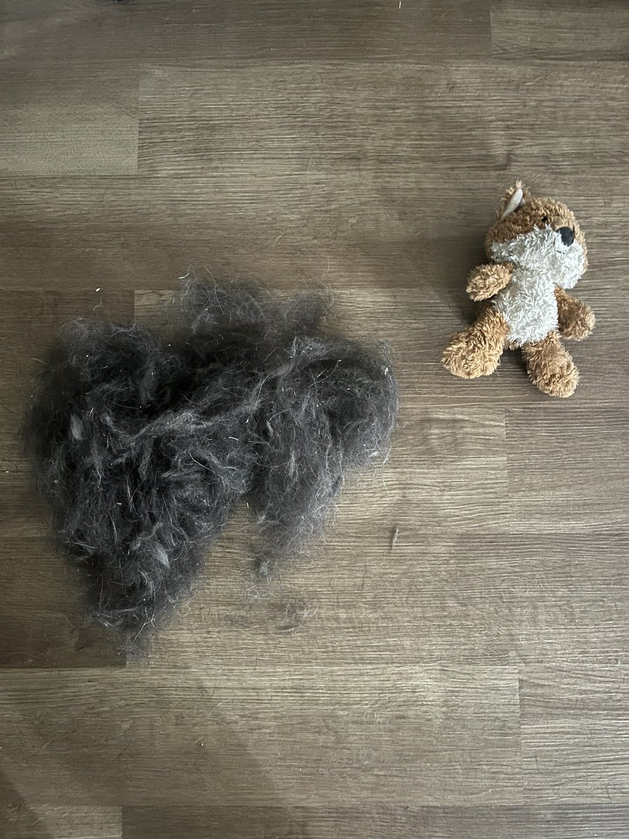 AloraRalich's tweet photo. the amount of hair german shepherds lose is unreal 😭😭 remind me next time i rescue not to get a shepherd mix unless i want to be swimming in fur smh. this is after TWO DAYS AND BRUSHING HER LESS THAN A WEEK AGO
.
no but i actually love her and she is adorable. https://t.co/6mkGtzF8Ti