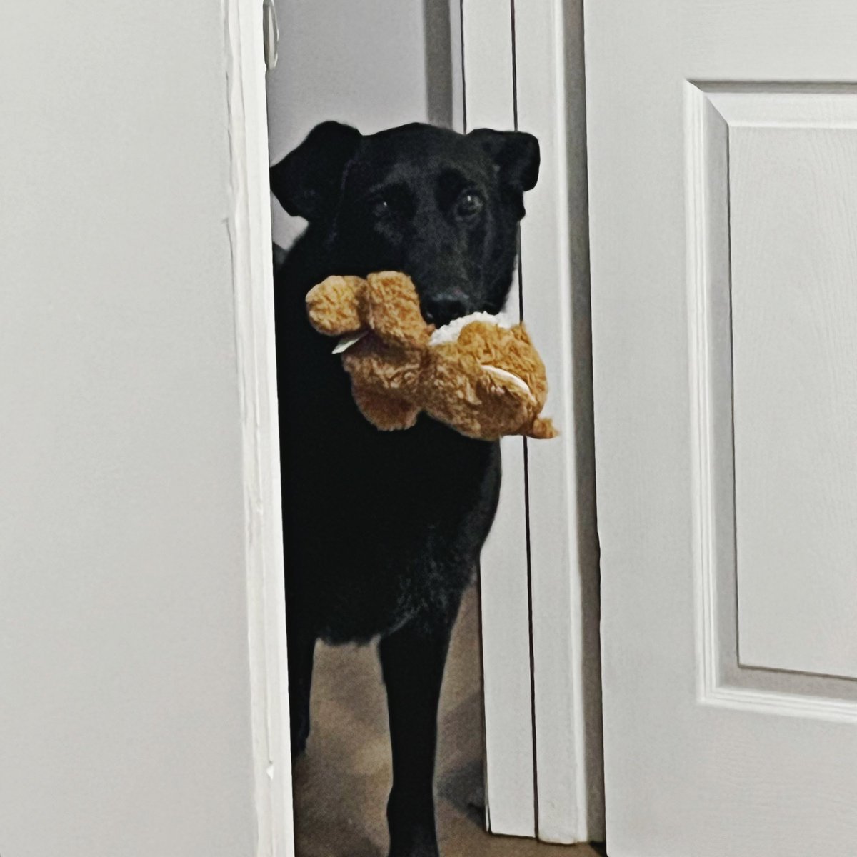 AloraRalich's tweet photo. the amount of hair german shepherds lose is unreal 😭😭 remind me next time i rescue not to get a shepherd mix unless i want to be swimming in fur smh. this is after TWO DAYS AND BRUSHING HER LESS THAN A WEEK AGO
.
no but i actually love her and she is adorable. https://t.co/6mkGtzF8Ti