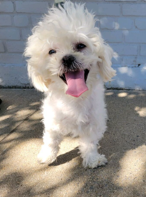 notthesameone2's tweet photo. ๐พ13 lb, 1-y/o Betoben surrendered b/c owner moving out of the country. Housetrained, cute, friendly, playful, anxious when alone. Wary w/ strangers, tolerant w/ dogs. Loves fetch. Needs a foster offer by *6/06* https://t.co/X4PbPrQkVQ https://t.co/WTYDkV1KQZ