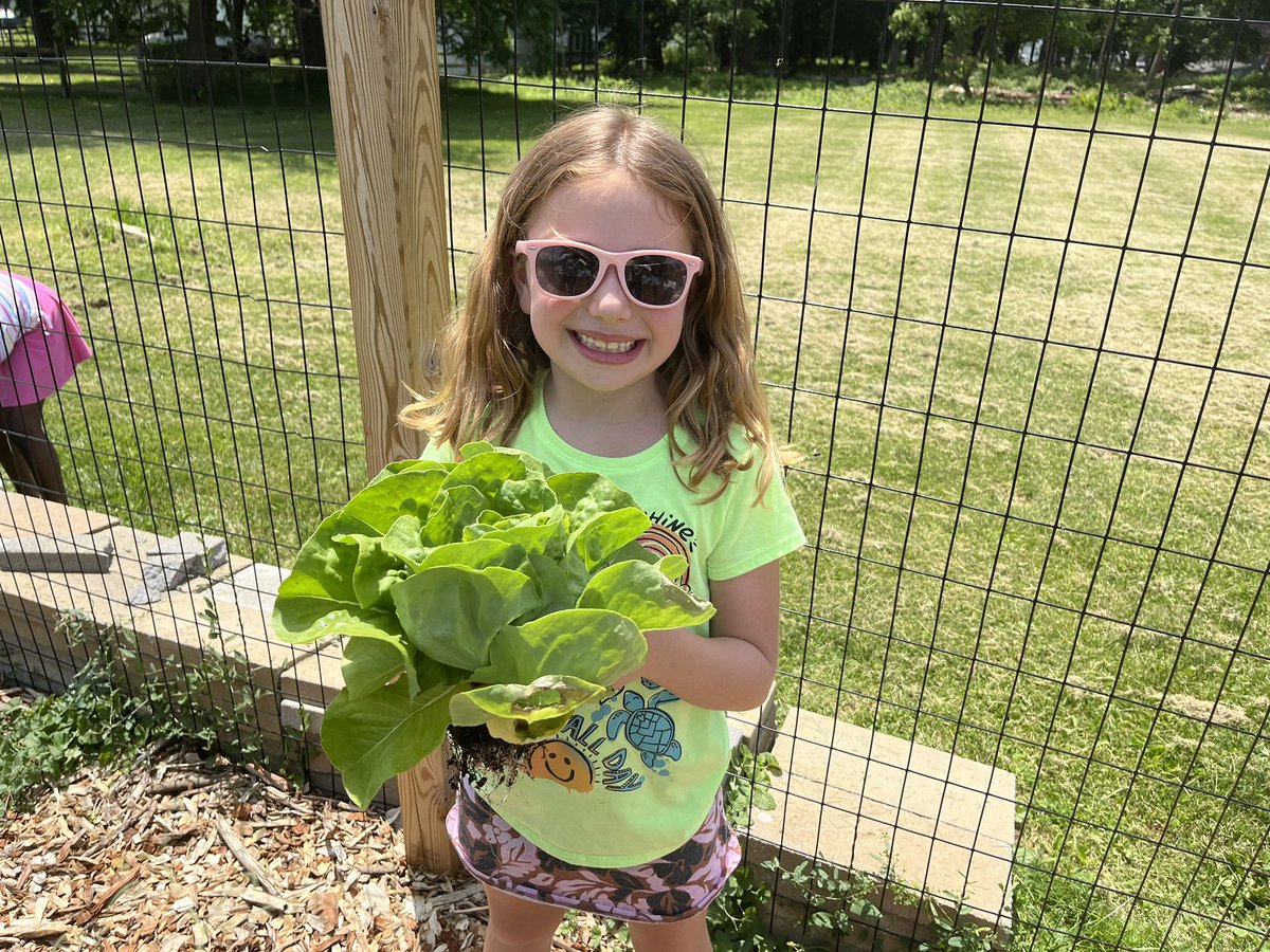 MrsMizesClass's tweet image. Today was harvest day! 2nd graders did a great job harvesting the veggies they planted and tended to over the last 4 months! The veggies are big and beautiful and we can’t WAIT to taste them tomorrow!! 🥬 🥕 🫛 💚