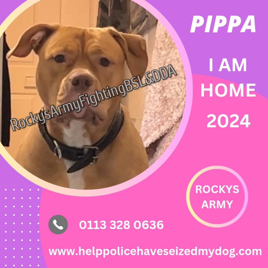 Today's second good news story. 

Meet the very beautiful Pippa an American XL Bully 

Pippa was seized in February this year for being a banned breed. She was unable to be exempted as her owner had passed away and the daughter stepped up to take her on.

She had tried to change