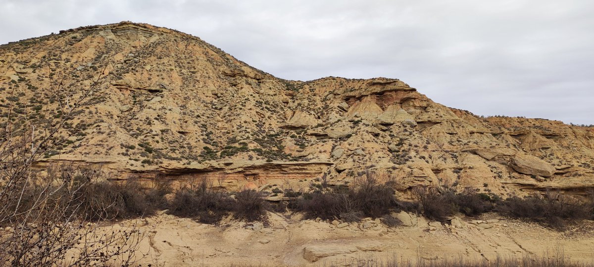 BrioLi_PPCC tweet media