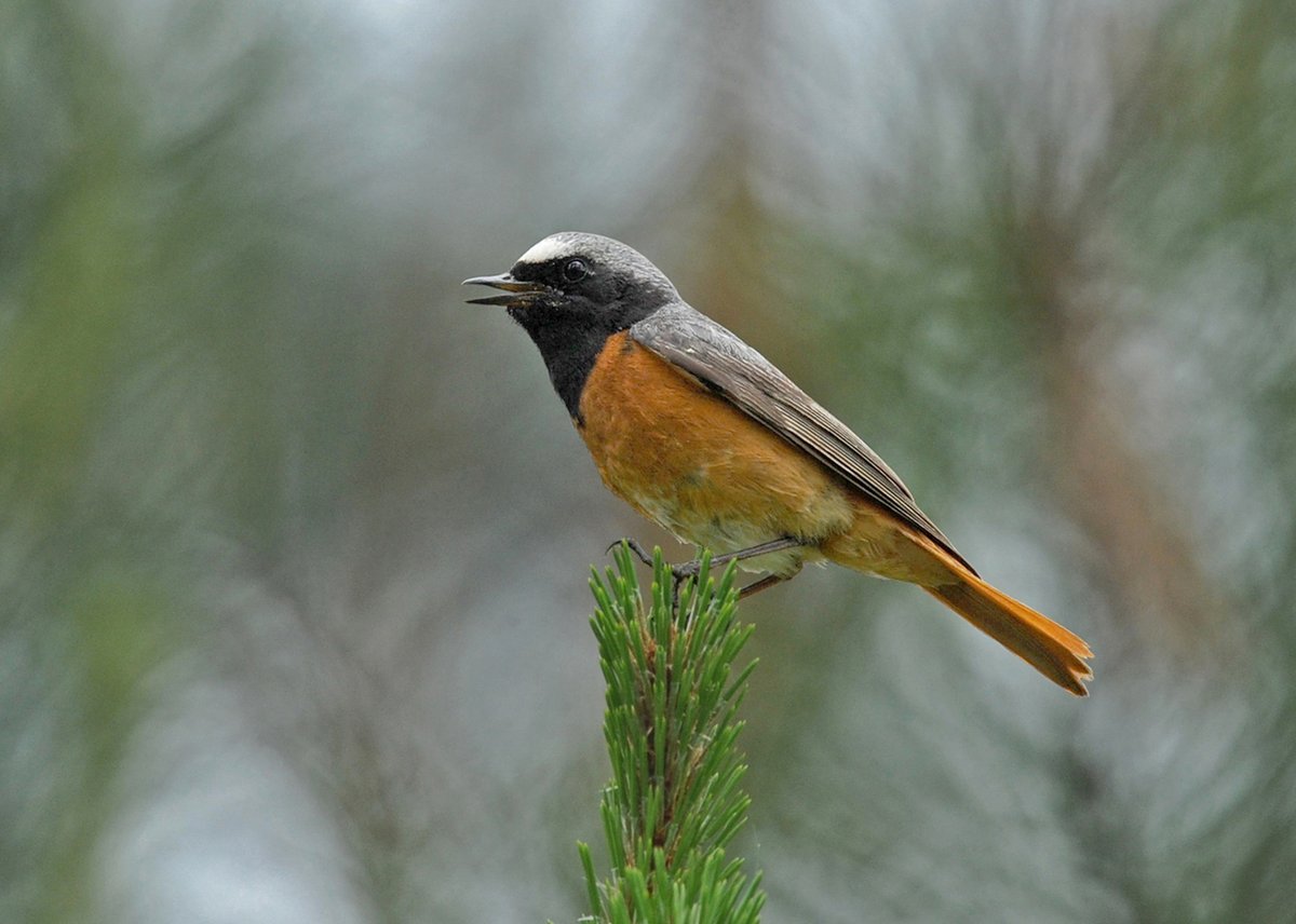 NickhopperUK's tweet photo. One of the local Redstarts, Poole Harbour @harbourbirds https://t.co/QKLmC9xp48