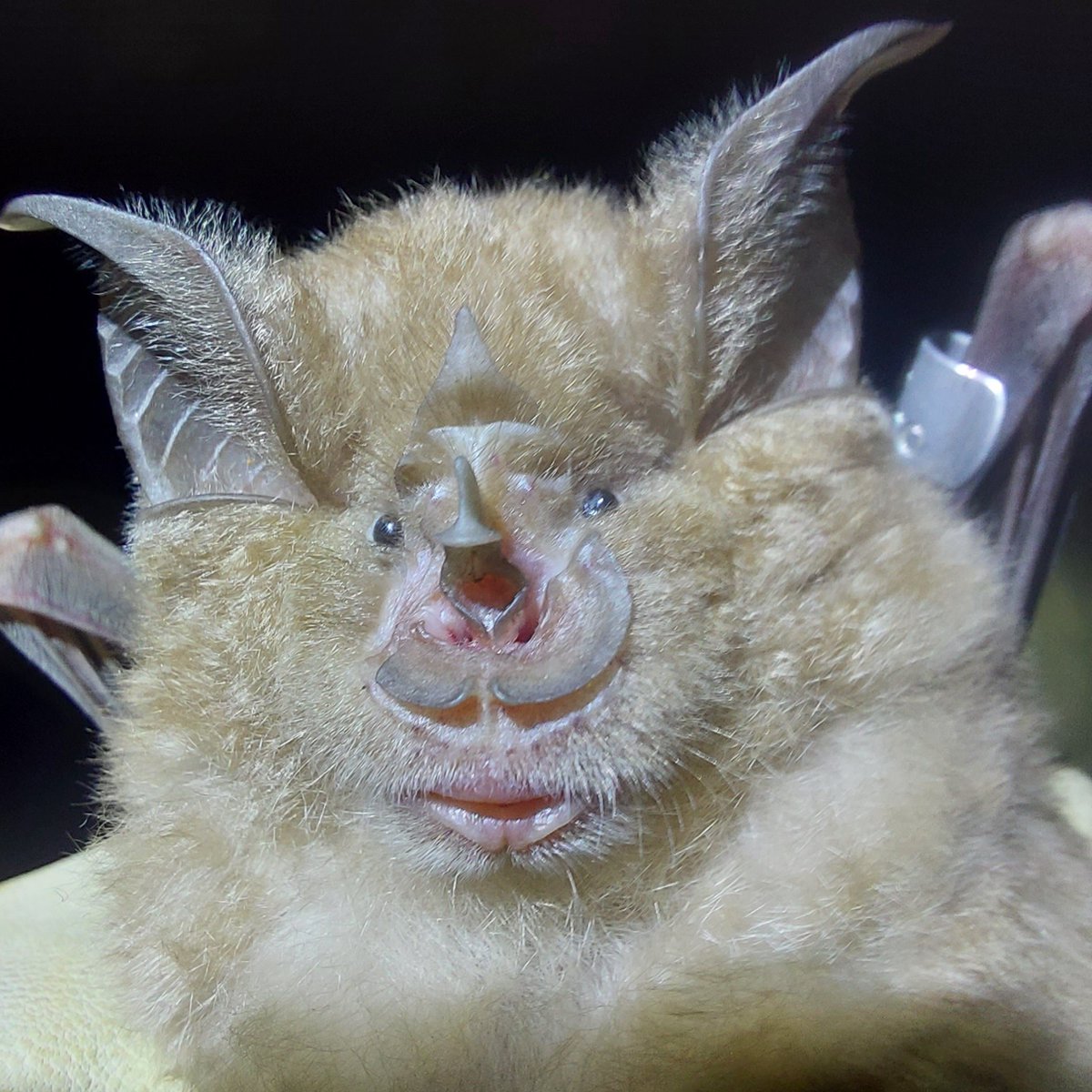 Meet Mrs Floofball! 
Gorgeous greater horseshoe bat 🦇 #bats #wildlife #conservation #fluffy