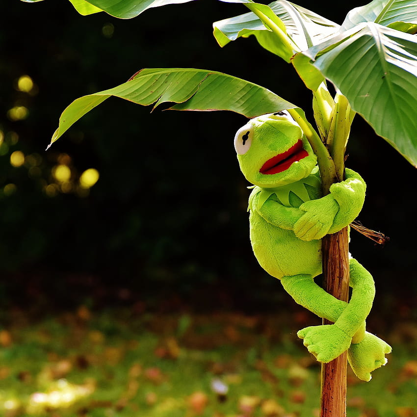 Kermit tweet media