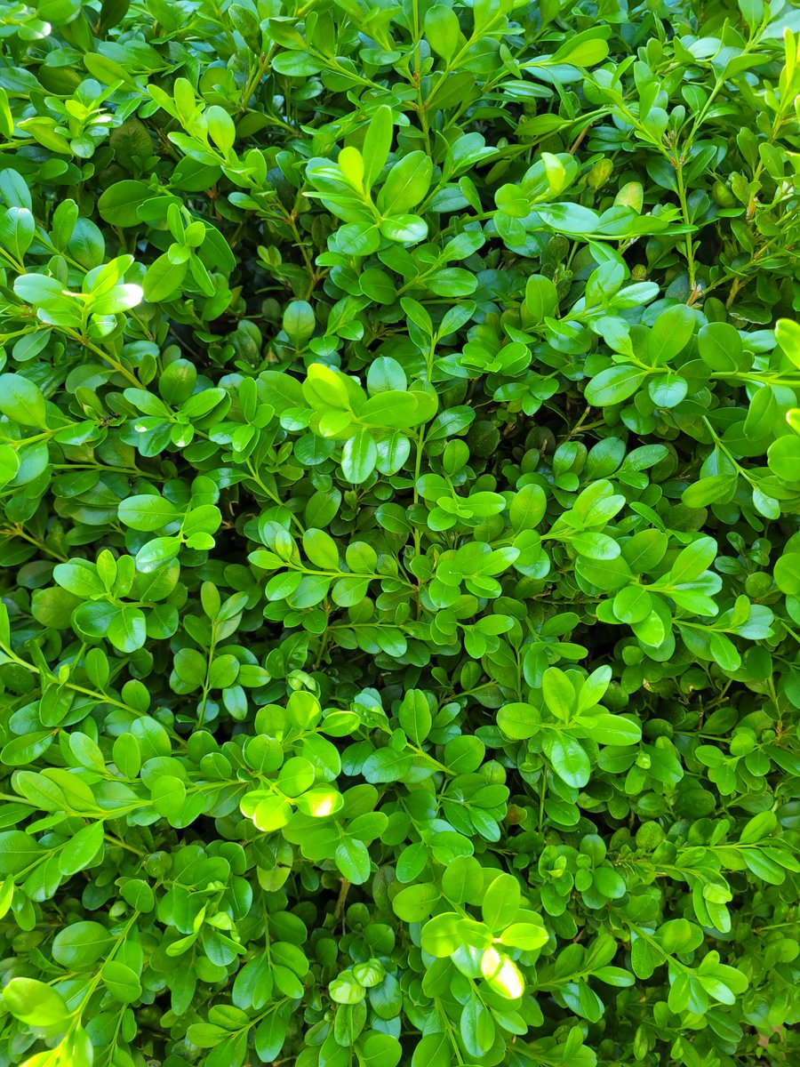 CLCTREESERVICES's tweet image. Just a reminder that #boxwood is under threat from #boxtreemoths in several provinces in Canada, including Ontario. We have seen them here in #ldnont. Do a thorough inspection and contact @CLCTREESERVICES  at 519-685-0257 for treatment options. 
#invasivespecies