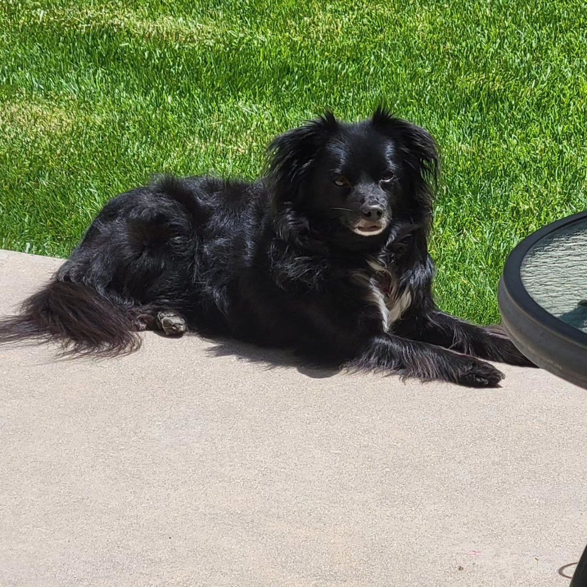 mayonaka_neko's tweet photo. Caught the dogs hanging out in the sun. Mocca ended up taking a nice midday snooze 😴
#shihtzu #shitzus #nature #naturephotography #spring #春 #犬 #シーズー
#pomchi #pomeranian #chihuahua https://t.co/JmQ2ZpvFY6