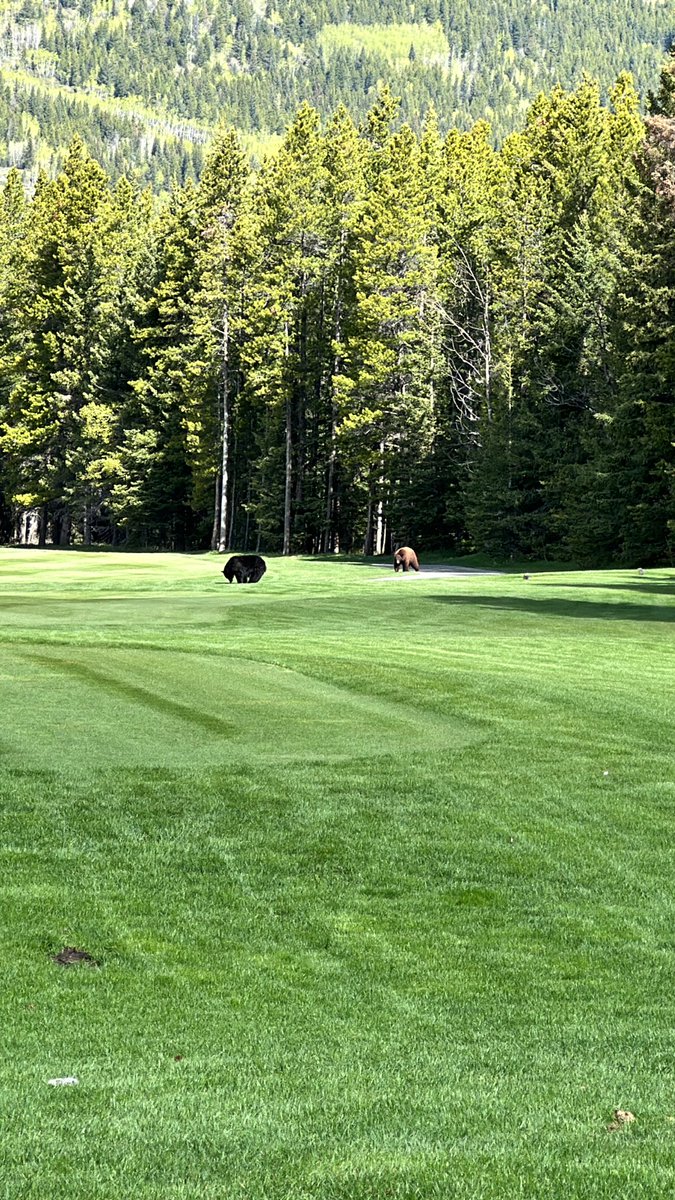 First round with the father on his holiday done! Mt Kidd at Kananaskis surely didn’t disappoint! Stunning to say the least and we got to see 3 bears! 
Big thanks to @Max_MacKenzie and his team for maintaining such a stunning course, by far my favourite course I’ve played!