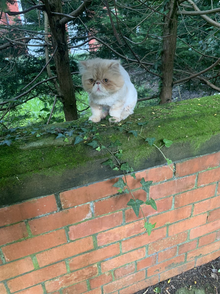 Elsa Williams tweet media