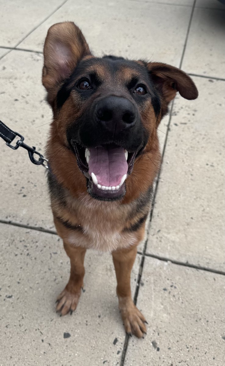 Do you recognize these lost pets? Please share this post to help us reunite these pets with their families! If you own or recognize any of these pets, contact AWLA at (703) 931-9241.