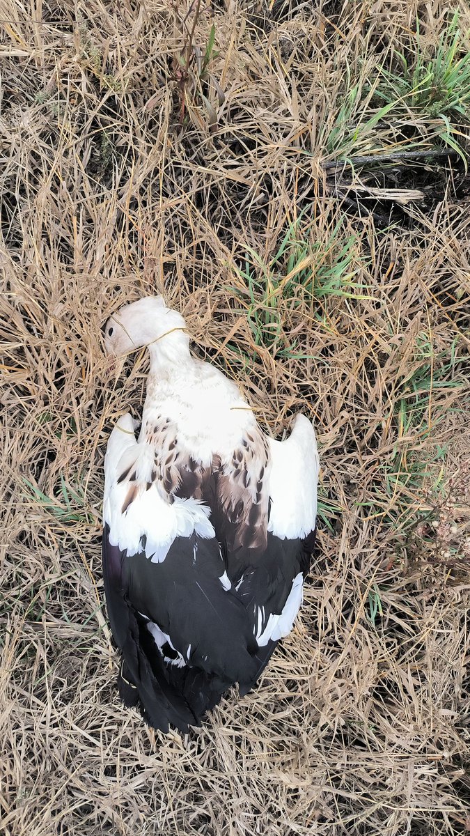 alej_canto1's tweet photo. @sagchile @MinagriCL @MinagriMaule @MinagriBioBio Hola avisé a las ocho de la mañana que un ave cayó en mi sitio en batuco cerca del humedal, no tenia mordidas visibles hasta esa hora y aun no se presentan, me dijeron que no me acercara al correr riesgo de zoonosis. Hasta que hora espero con el cadáver tirado? https://t.co/s7bIZEbyro
