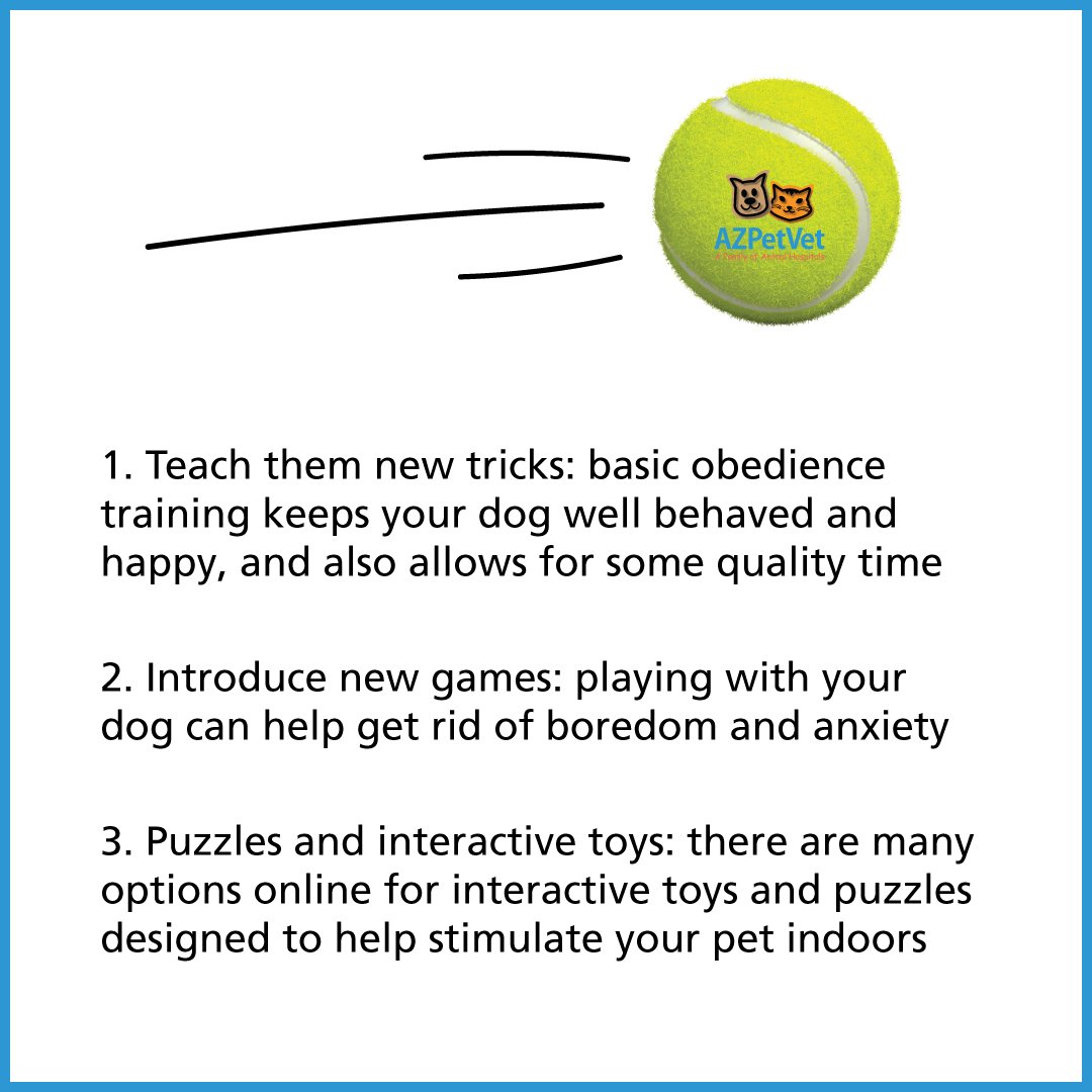 The high heat can put a damper on outdoor exercise for your dog, so here are some helpful tips on how to keep them entertained inside!