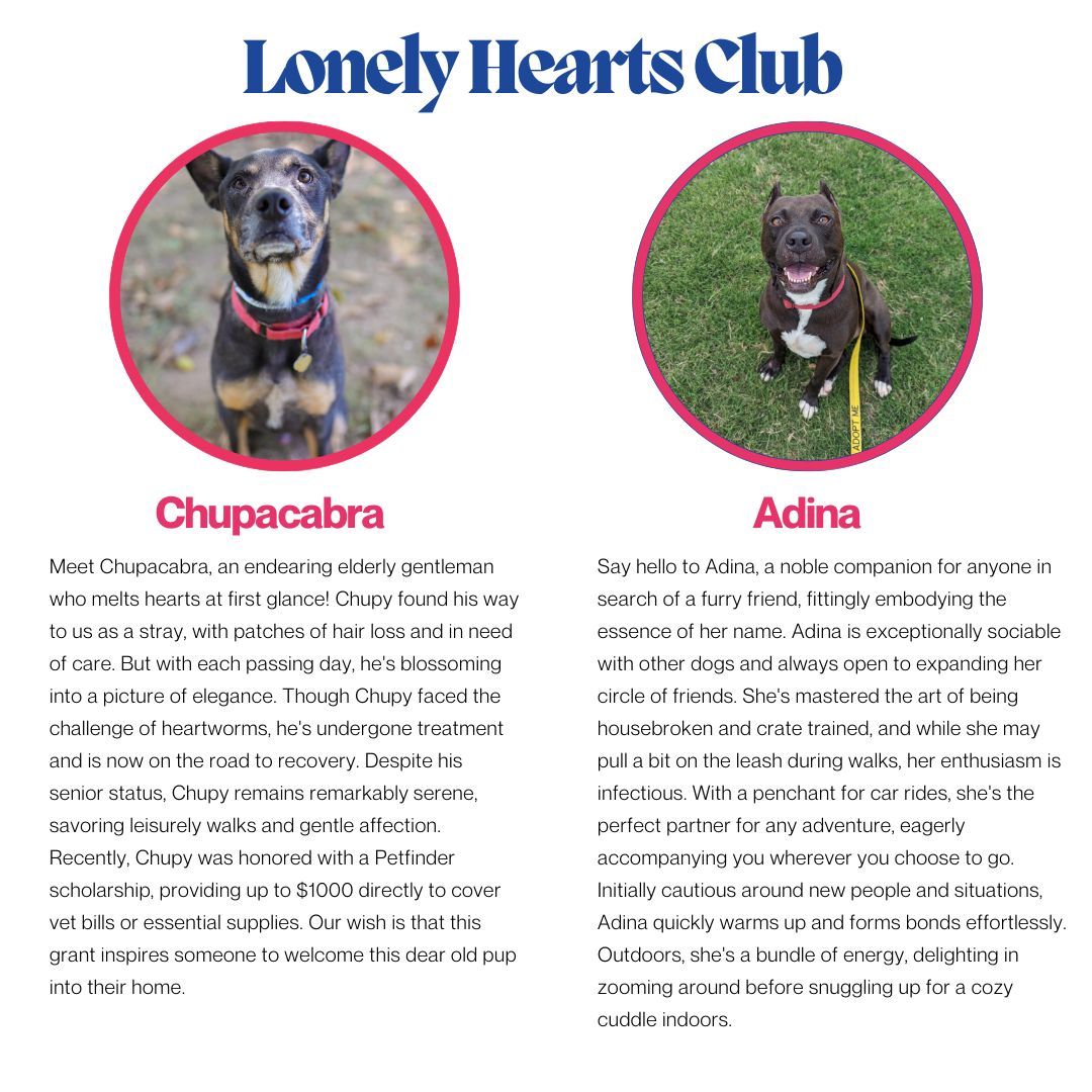 Your support is crucial as donations cover 74% of our expenses. 
Help us give pups like Chupacabra and Adina a second chance by donating Campaign! We've raised $8,584 towards our $60,000 goal so far. Donate here: [Summer of Second Chances](buff.ly/3VtIp6K)