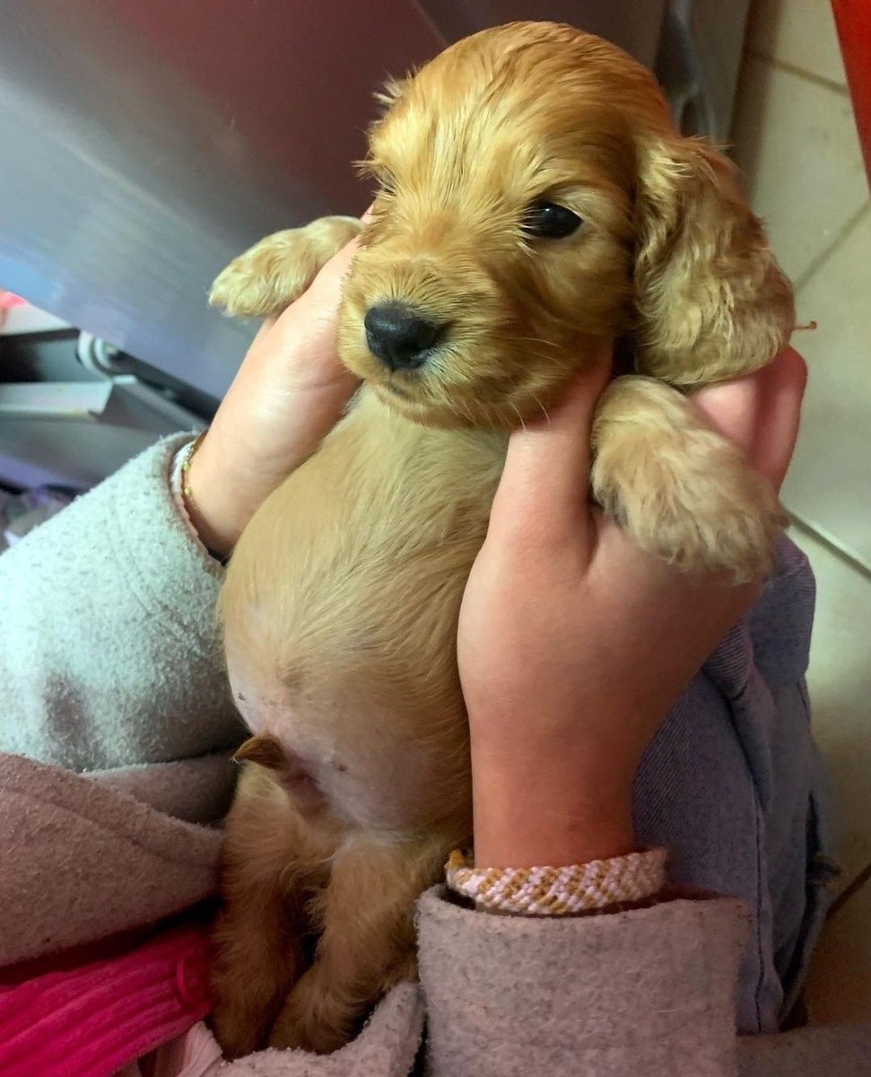 This is Urus. He has the biggest puppy belly we've ever seen. 12/10 would be an honor to rub