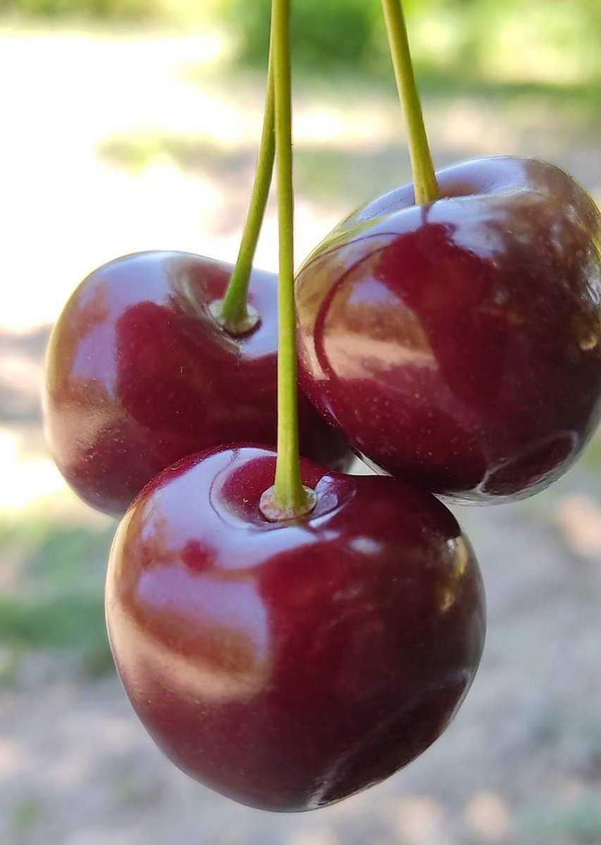 xbalikesir's tweet photo. 🍒 #Balıkesir'in en güzel ve leziz kirazı da Bigadiç'in 1.200 metre rakımlı Ulus Dağı zirvelerine yakın Yukarıçamlı Köyünde yetişiyor... Bu köyün kirazları Avrupa'nin bor çok ülkesine ihraç edilirken, iç piyasada yok satıyor.
https://t.co/riUr5WFnFj
#kiraz #cherry #cherryexport https://t.co/KOJTj60twZ