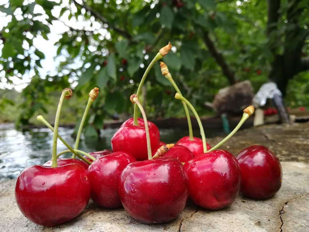 xbalikesir's tweet photo. 🍒 #Balıkesir'in en güzel ve leziz kirazı da Bigadiç'in 1.200 metre rakımlı Ulus Dağı zirvelerine yakın Yukarıçamlı Köyünde yetişiyor... Bu köyün kirazları Avrupa'nin bor çok ülkesine ihraç edilirken, iç piyasada yok satıyor.
https://t.co/riUr5WFnFj
#kiraz #cherry #cherryexport https://t.co/KOJTj60twZ